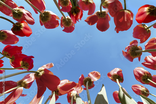 Fototapeta Naklejka Na Ścianę i Meble -  Up view of concentric setting of red tulips pointing to a blue vivid spring sky without clouds