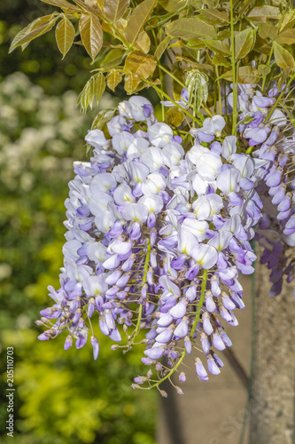 Fototapeta Naklejka Na Ścianę i Meble -  Wisteria blossoms flowers blooming under a sunny blue spring sky