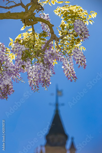Fototapeta Naklejka Na Ścianę i Meble -  Wisteria blossoms flowers blooming under a sunny blue spring sky