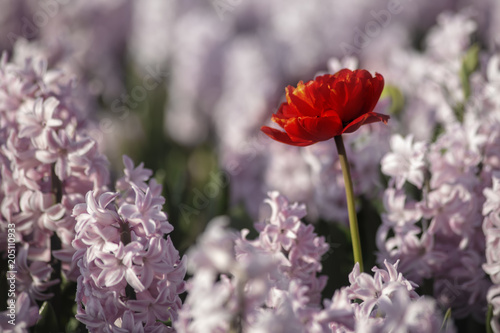 Fototapeta Naklejka Na Ścianę i Meble -  Red tulip stands out from the hyacinths flowers fields to get all the sunset lights at Lisse, Netherlands.