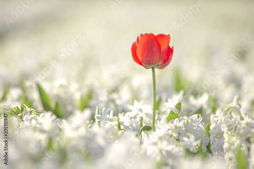Fototapeta Naklejka Na Ścianę i Meble -  Red tulip stands out from the hyacinths flowers fields to get all the sunset lights at Lisse, Netherlands.