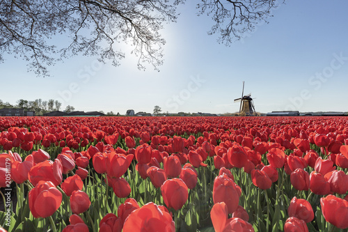 Fototapeta Naklejka Na Ścianę i Meble -  Windmill and an endless red tulips bulbs farm at spring time in Lisse nearby the famous keukenhof tulips garden, Netherlands