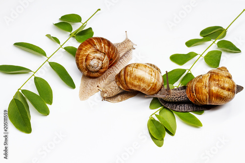 three snails and green leaves on a white background photo