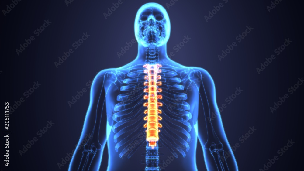 3D Illustration of Spinal cord (Thoracic Vertebrae) a Part of Human Skeleton Anatomy 3D Illustration of Spinal cord (Thoracic Vertebrae) a Part of Human Skeleton Anatomy