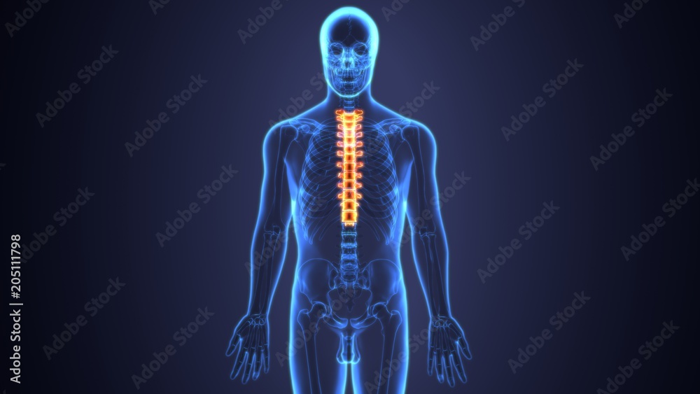 3D Illustration of Spinal cord (Thoracic Vertebrae) a Part of Human Skeleton Anatomy 3D Illustration of Spinal cord (Thoracic Vertebrae) a Part of Human Skeleton Anatomy