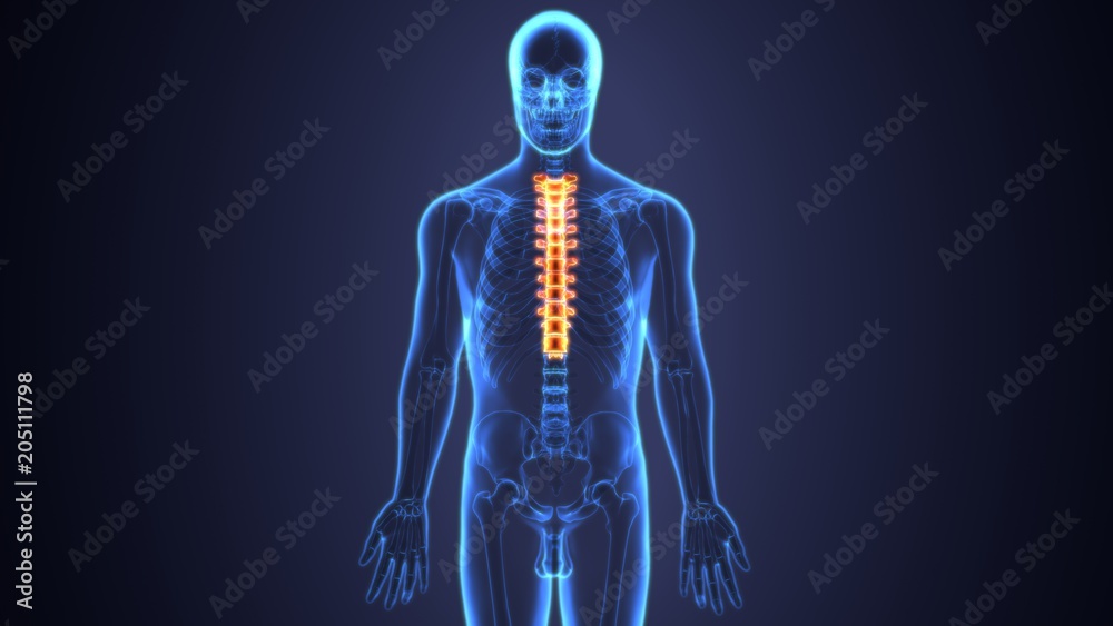 3D Illustration of Spinal cord (Thoracic Vertebrae) a Part of Human Skeleton Anatomy