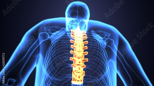 3D Illustration of Spinal cord (Thoracic Vertebrae) a Part of Human Skeleton Anatomy