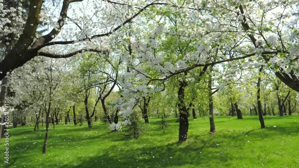 White Flowering Apple Trees In Spring In The Garden Slowly Falling Petals White Flowering Apple Trees In Spring In The Garden Slowly Falling Petals