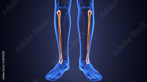 Photos 3D illustration of Fibula - Part of Human Skeleton.