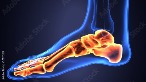 3D illustration of Foot Skeleton - Part of Human Skeleton.
