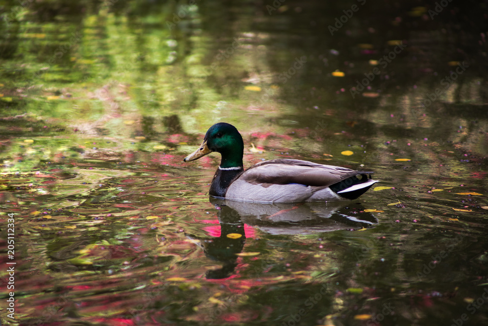 Duck in a Pond Surrounded by Petals Duck in a Pond Surrounded by Petals