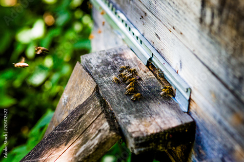 Hives in an apiary with bees flying to the landing boards. Apiculture