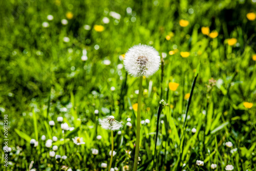 Fototapeta Naklejka Na Ścianę i Meble -  Field flowers on the lawn