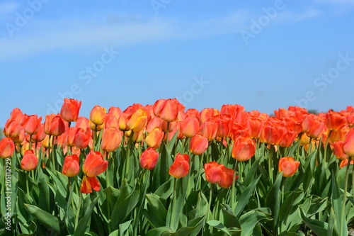 Tulip in Holland