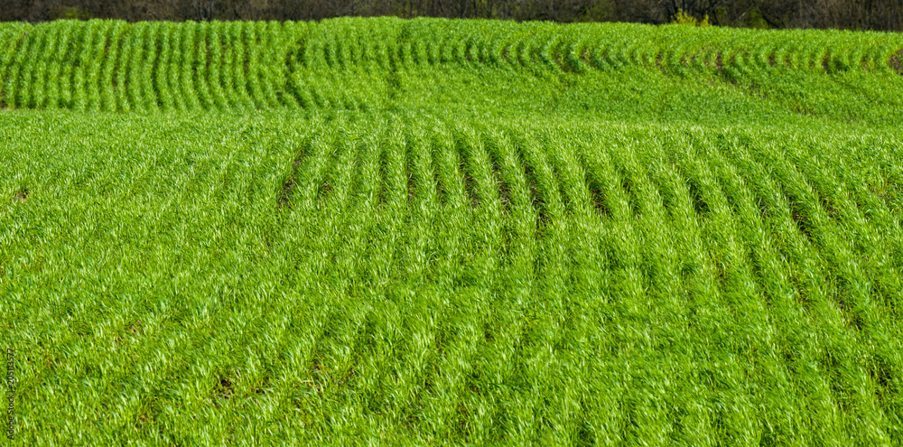 Field on a hill with rows of grain crops. Selective focus. Field on a hill with rows of grain crops. Selective focus.