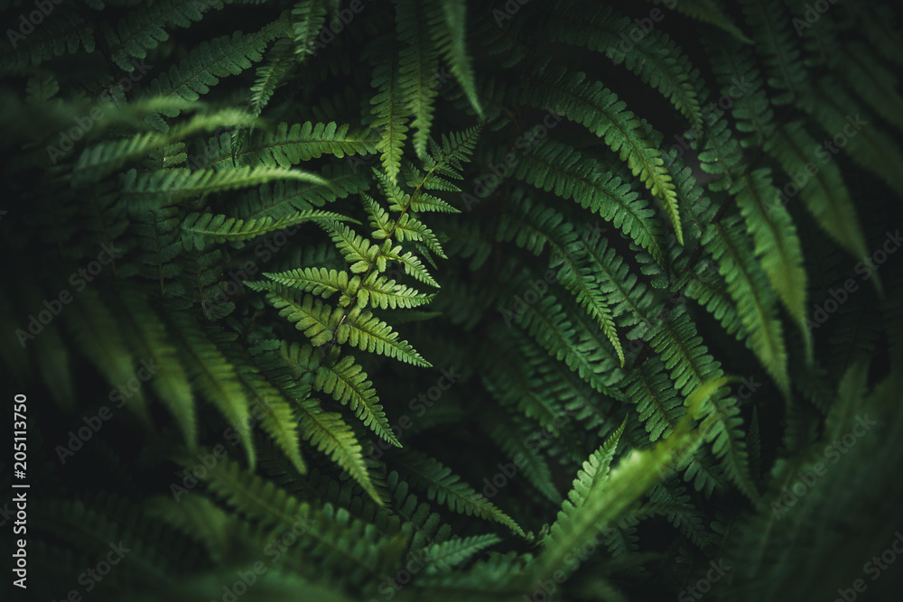 Beautiful green fern in the forest.Texture wallpaper - obrazy, fototapety, plakaty 