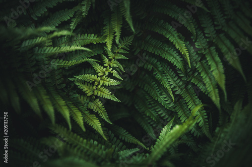 Beautiful green fern in the forest.Texture wallpaper