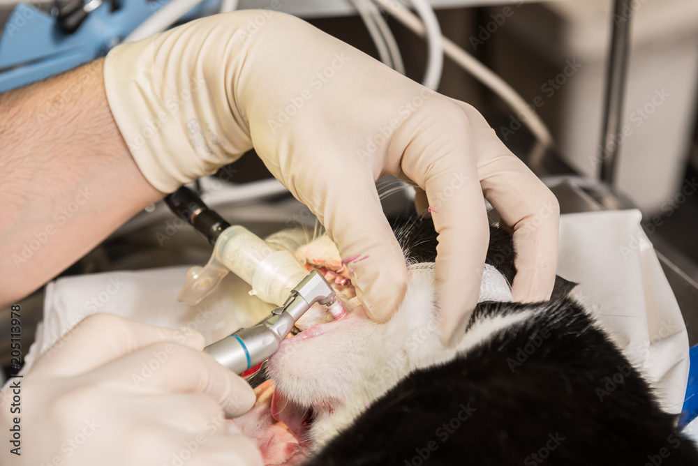 Plateau Rénal Chirurgie Dentaire Vétérinaire - Set De 12 Instruments En Acier, Pour Soins Animaux