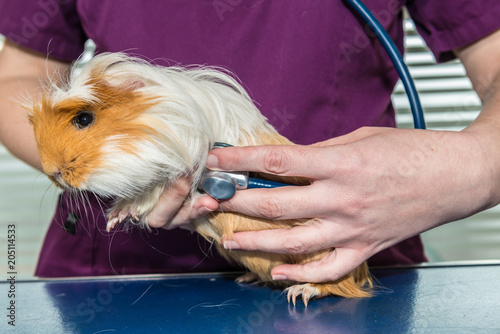 La consultation vétérinaire pour les hamsters, nacs, cochon d'inde,  est très importante pour la santé de cet animal de compagnie. photo