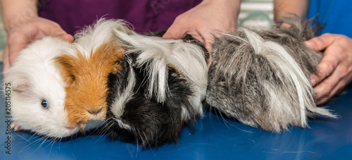 La consultation vétérinaire pour les hamsters, nacs, cochon d'inde, est très importante pour la santé de cet animal de compagnie.