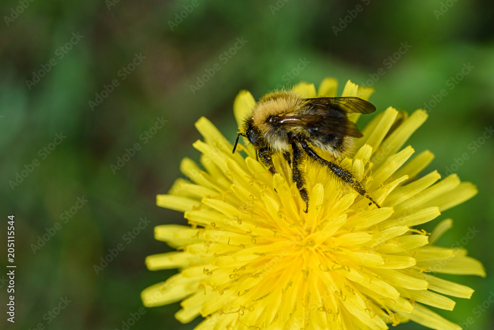 bee collects nectar from dandelion close up. bee collects nectar from dandelion close up.