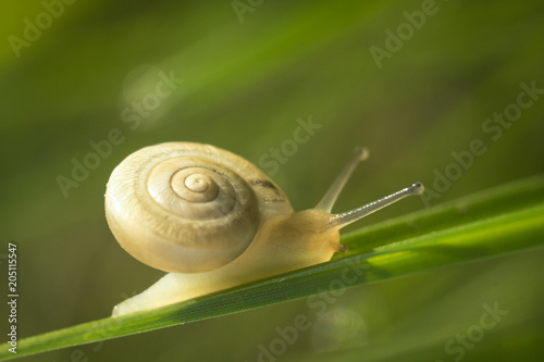 snail on green leaf close-up