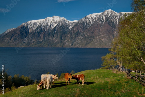 Russia. The South Of Western Siberia. mountain Altai. Lush pastures on the slopes of lake Teletskoye.
