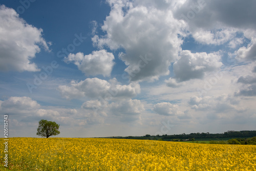 field of bright yellow rape seed with rolling hills and cloudy sky and isolated tree