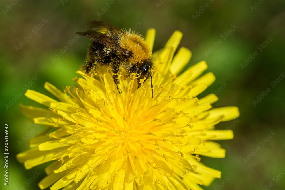 bee collects nectar from dandelion close up. bee collects nectar from dandelion close up.