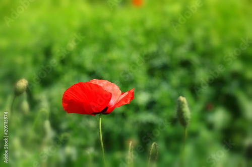Field of poppies
