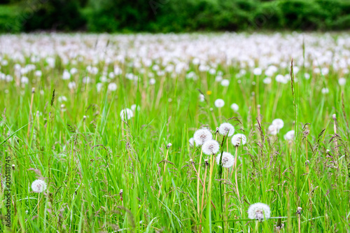 Fototapeta Naklejka Na Ścianę i Meble -  Field of tall grass with lots of dandelions gone to seed, with overgrown blackberry bushes in the background
