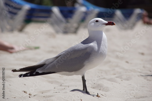 Mouette posée sur le sable blanc de la mer Méditerranée à Cala Galdana, île de Minorque, Baléares, Espagne.