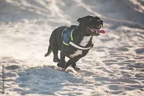 Staffordshire bull terrier playing at the beach