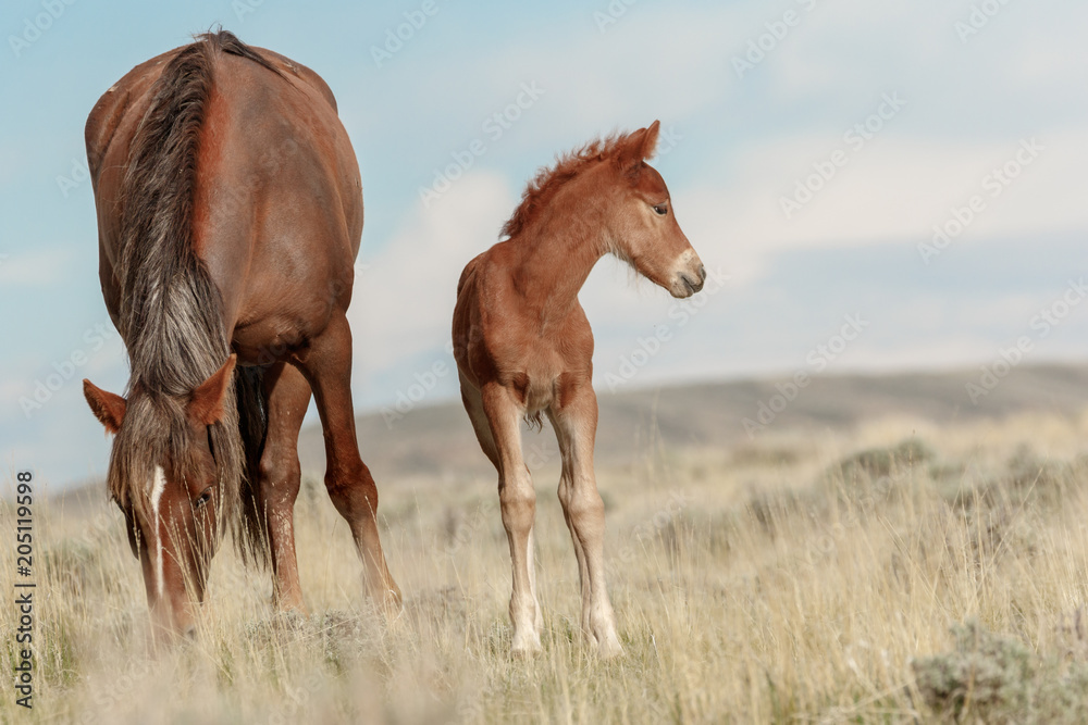 Fototapeta premium Dzikie Mustangi