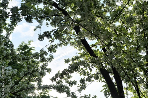 Aprikosen Baum photo