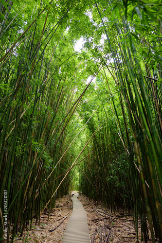 Path through dense bamboo forest, leading to famous Waimoku Falls. Popular Pipiwai trail in Haleakala National Park on Maui, Hawaii