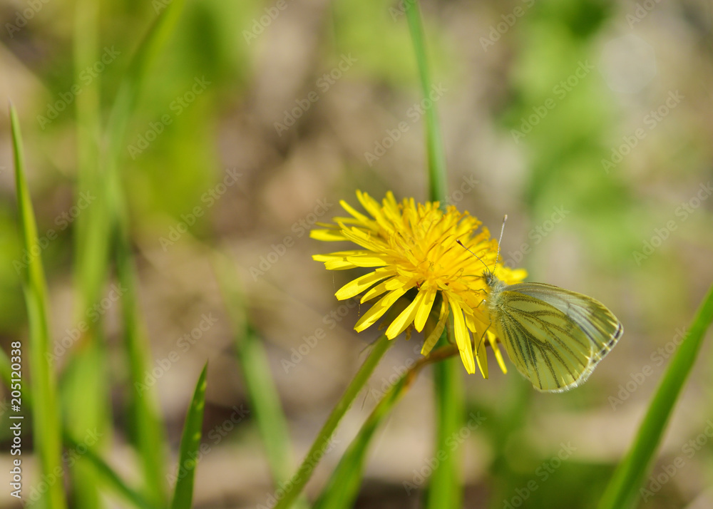 Butterfly drinks nectar from a flower. Butterfly drinks nectar from a flower.