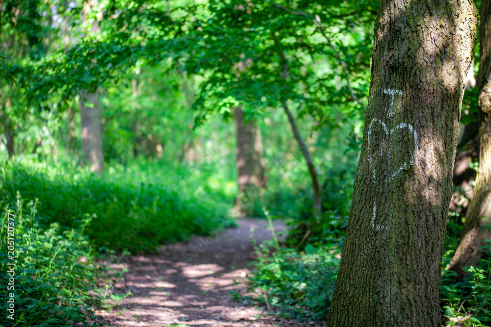 Initals of lovers written in chalk on a tree trunk Initals of lovers written in chalk on a tree trunk