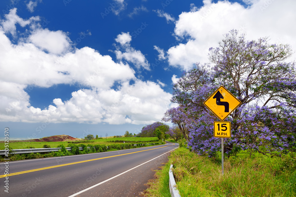 Φωτογραφία Beautiful purple jacaranda trees flowering along the roads of Maui, Hawaii, USA