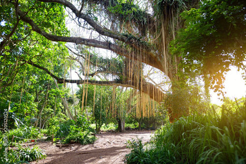 Fotografie Lush tropical vegetation of the islands of Hawaii