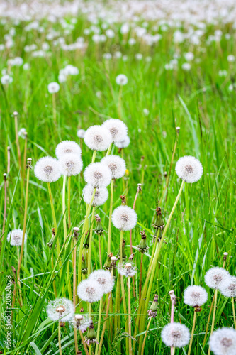 Fototapeta Naklejka Na Ścianę i Meble -  Close up of dandelions gone to seed in a field of tall spring green grass
