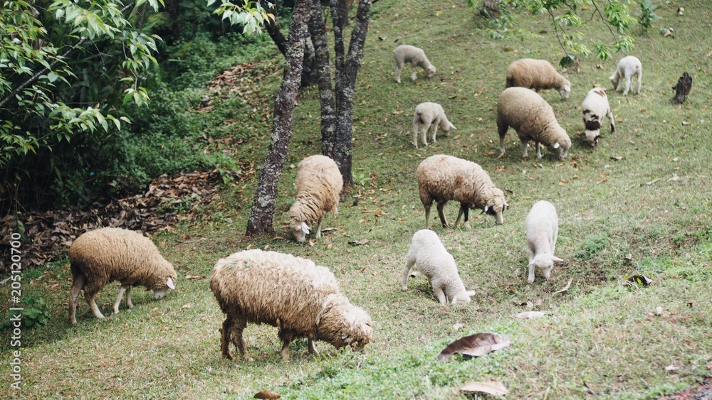flock of sheep at Doi Inthanon National Park flock of sheep at Doi Inthanon National Park