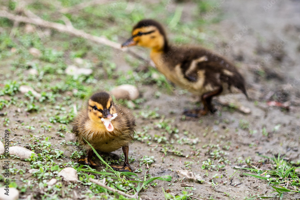 what do baby mallard ducks eat