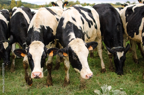 Black and White Dairy Cattle Eating Green Grass on the Meadow During Warm Sunny Day in the Summer