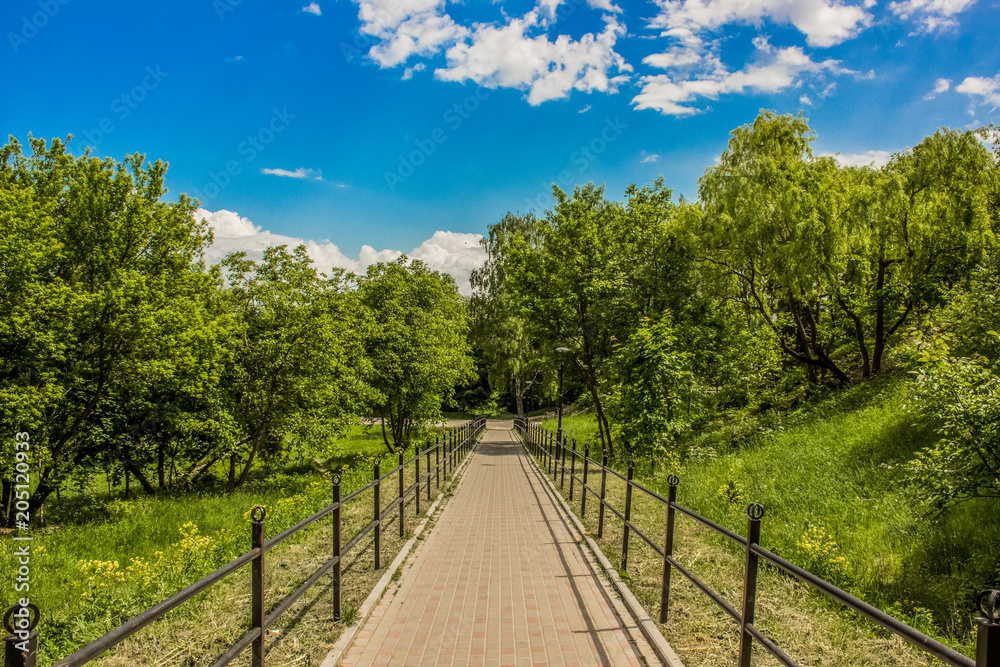 spring park with road between trees