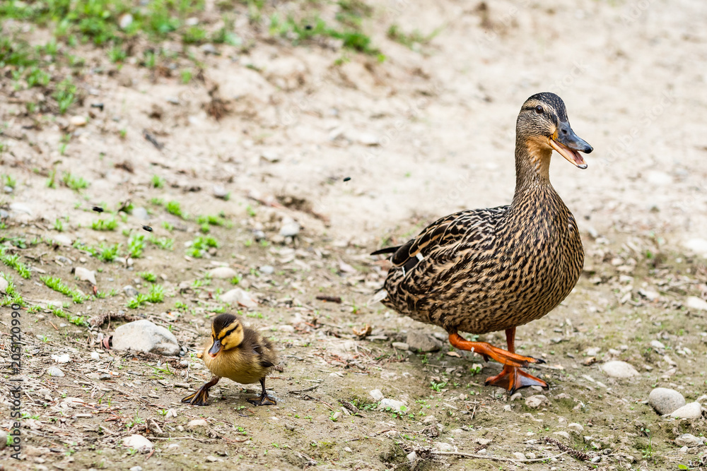 Mother and baby mallard ducks walking and quacking on a dirt bank
Mother and baby mallard ducks walking and quacking on a dirt bank