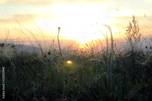 Grass in the rays of the setting sun.