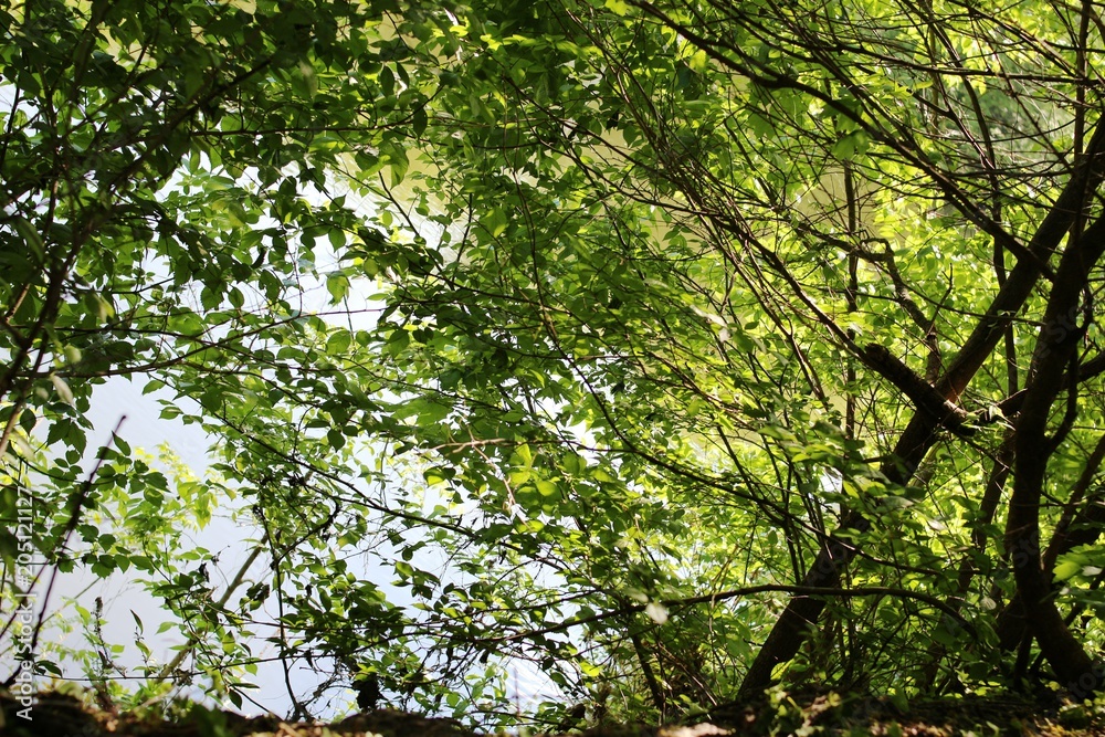 The leaves of the trees overlooking the river The leaves of the trees overlooking the river