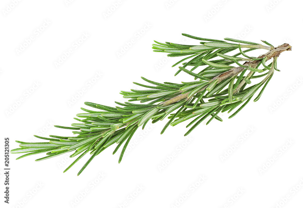Fresh rosemary branch on a white background