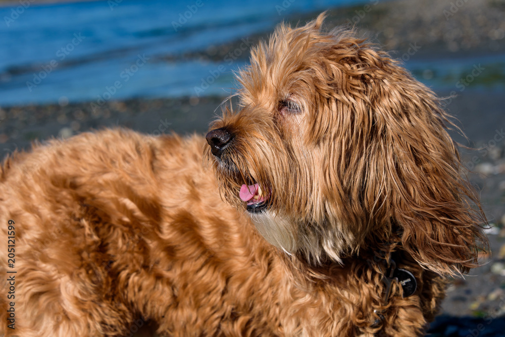 Close up portrait of a happy golden colored cockapoo dog on a Puget Sound rocky beach
